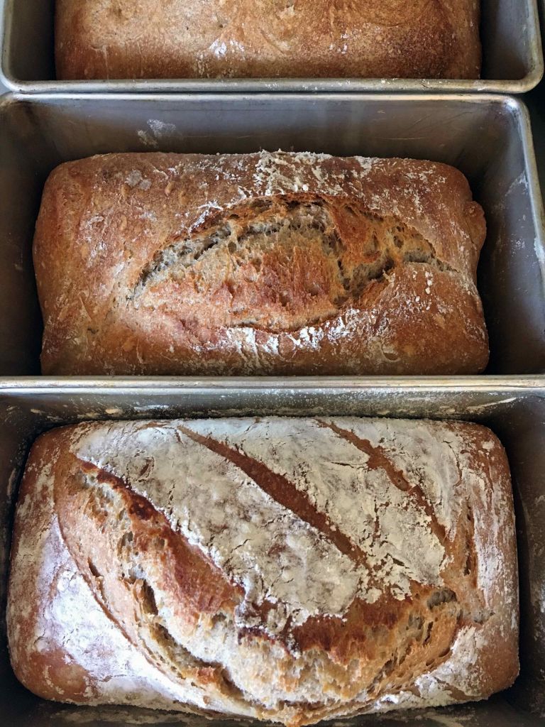 Two loaves of no knead spelt sourdough bread cooling in loaf tins